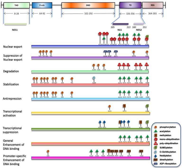 Int J Biol Sci Image