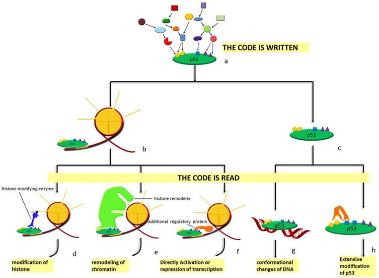 Int J Biol Sci Image