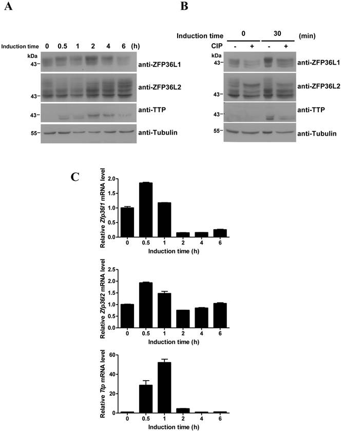 Int J Biol Sci Image