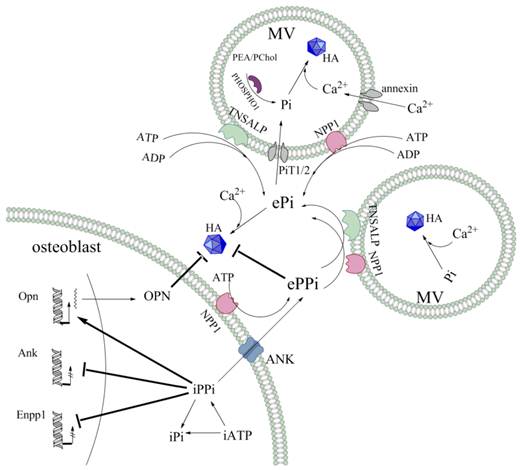 Int J Biol Sci Image