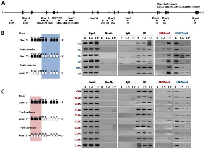 Int J Biol Sci Image