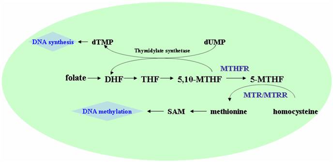 Int J Biol Sci Image