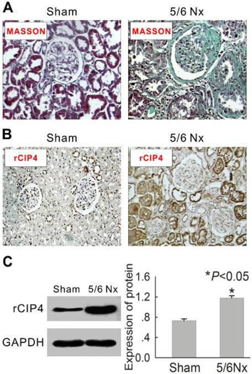 Int J Biol Sci Image