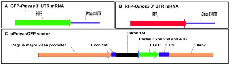 Int J Biol Sci Image