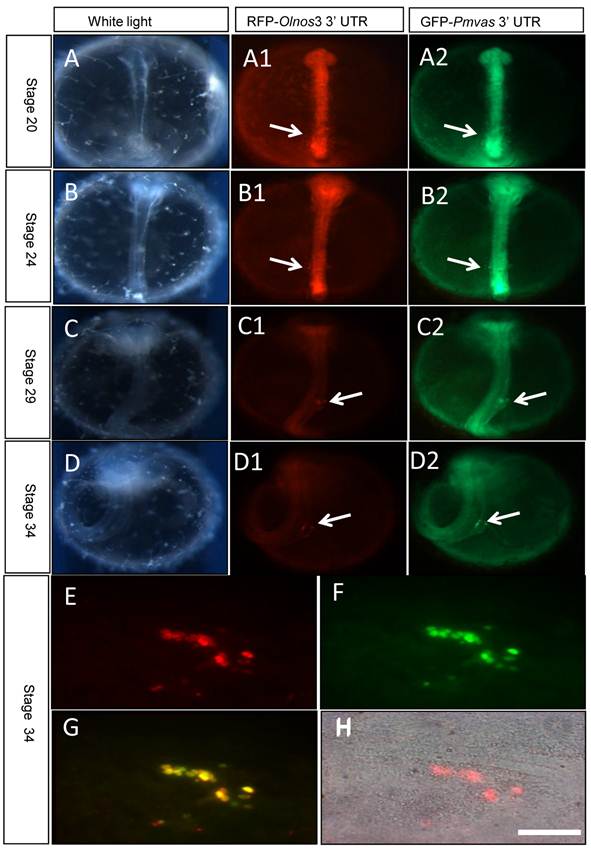 Int J Biol Sci Image