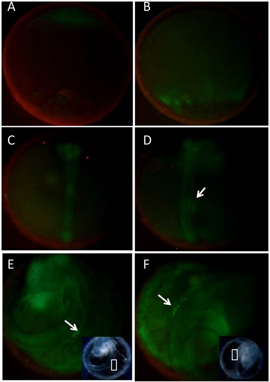 Int J Biol Sci Image