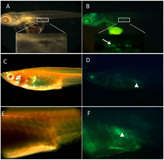 Int J Biol Sci Image