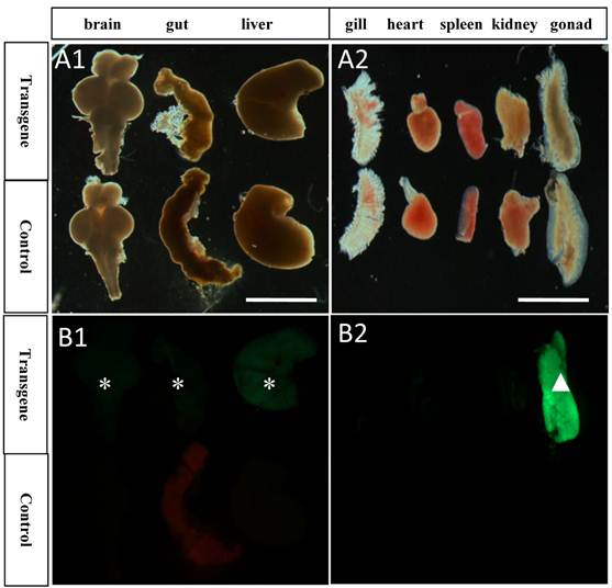 Int J Biol Sci Image