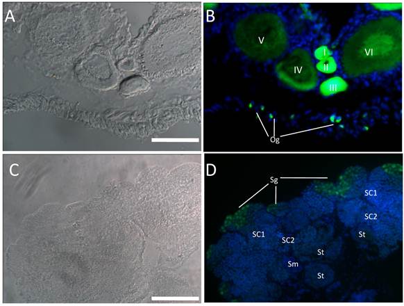 Int J Biol Sci Image