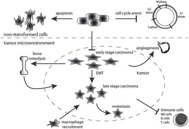 Int J Biol Sci Image