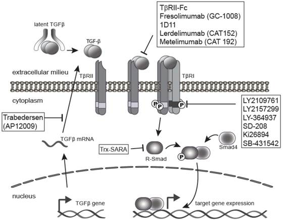 Breast cancer prevention by short-term inhibition of TGFβ