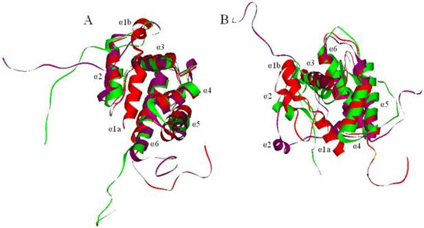 Int J Biol Sci Image