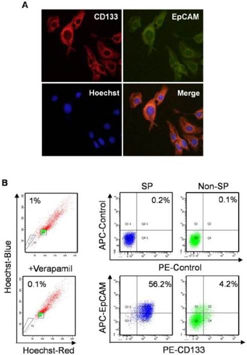 Int J Biol Sci Image