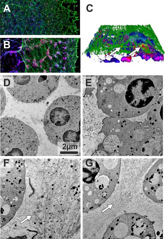 Int J Biol Sci Image