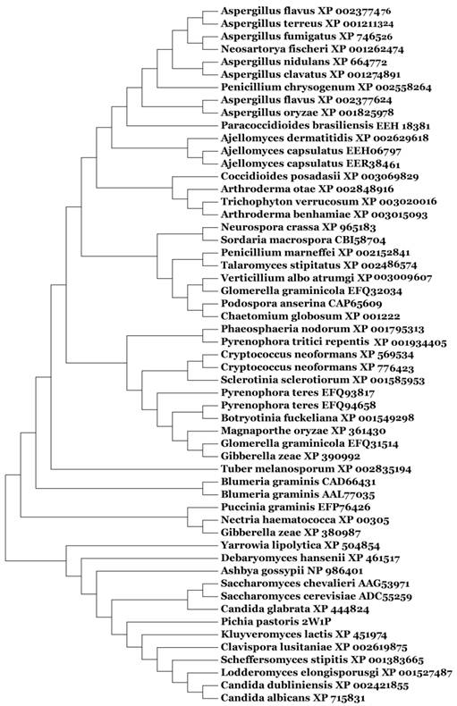 Int J Biol Sci Image