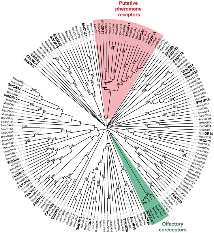 Int J Biol Sci Image