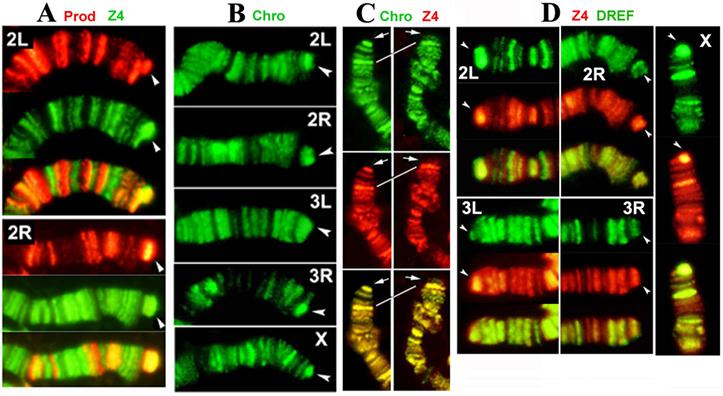 Int J Biol Sci Image