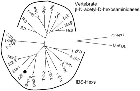 Int J Biol Sci Image