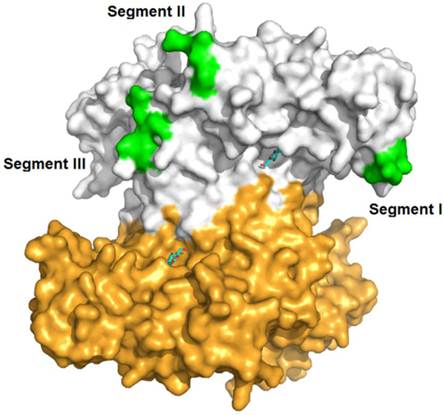 Int J Biol Sci Image