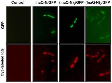 Int J Biol Sci Image