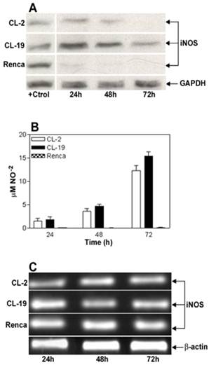 Int J Biol Sci Image