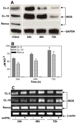 Int J Biol Sci Image