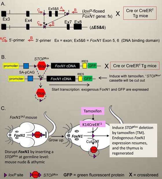 Int J Biol Sci Image