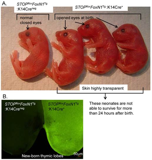 Int J Biol Sci Image