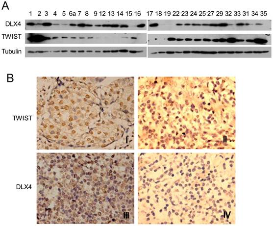 Int J Biol Sci Image