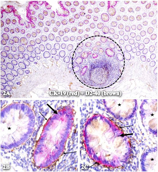 Int J Biol Sci Image