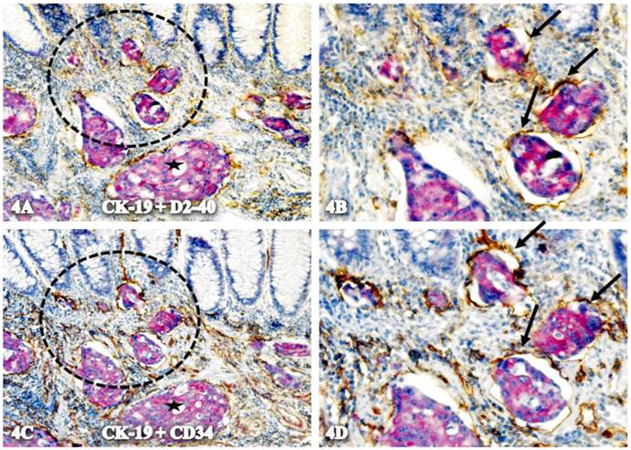 Int J Biol Sci Image