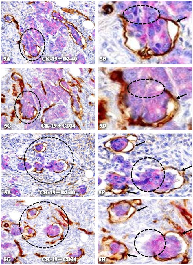 Int J Biol Sci Image