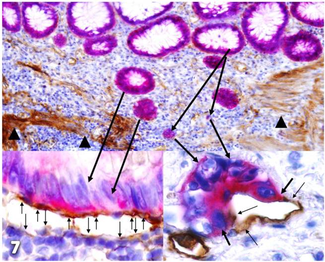 Int J Biol Sci Image