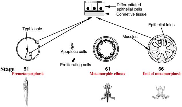 Int J Biol Sci Image