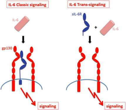 Int J Biol Sci Image