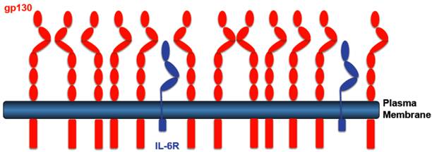 Int J Biol Sci Image