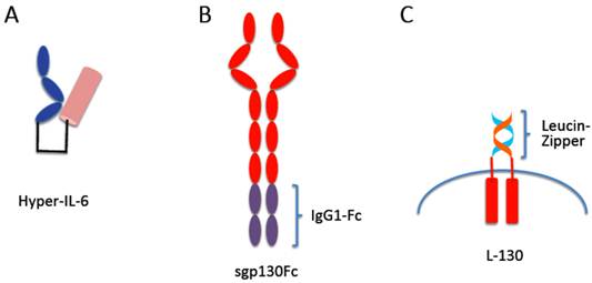 Int J Biol Sci Image