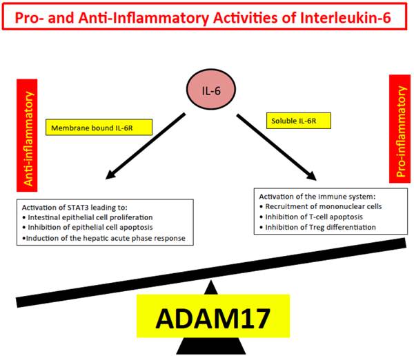 Int J Biol Sci Image