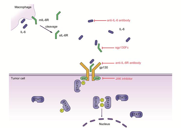 Int J Biol Sci Image