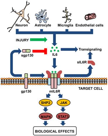 Int J Biol Sci Image