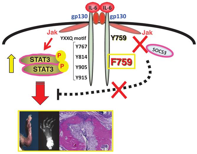 Int J Biol Sci Image