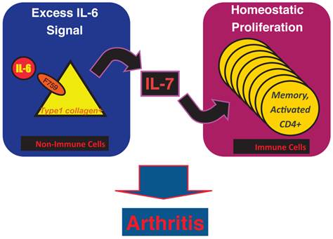 Int J Biol Sci Image