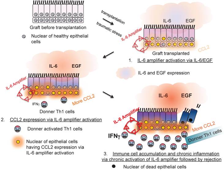 Int J Biol Sci Image