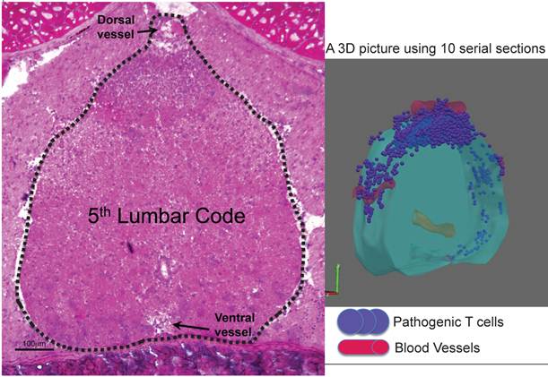 Int J Biol Sci Image