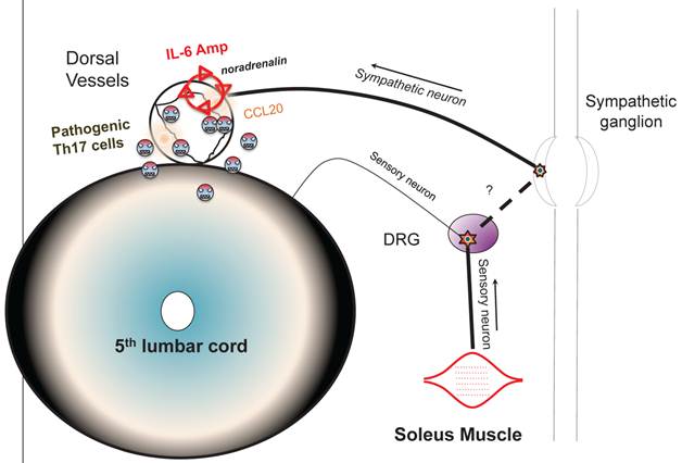 Int J Biol Sci Image