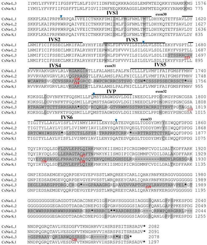 Int J Biol Sci Image