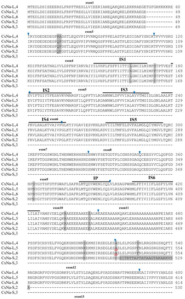 Int J Biol Sci Image