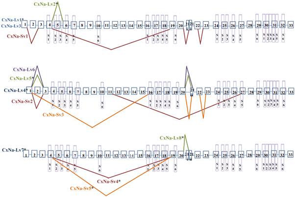 Int J Biol Sci Image