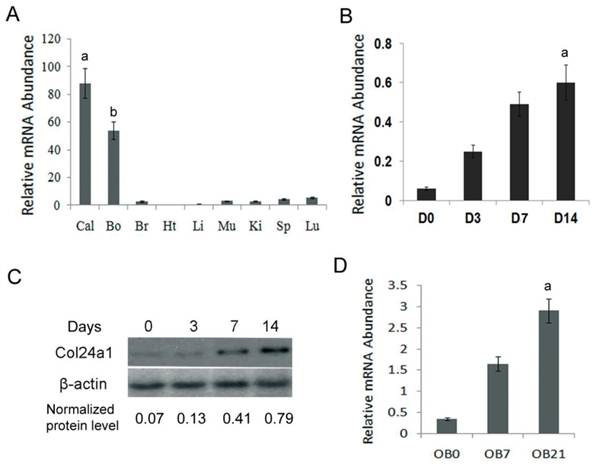 Int J Biol Sci Image