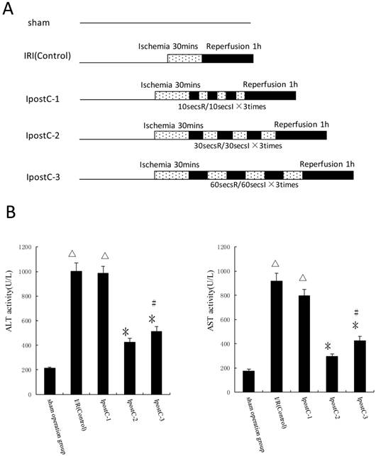 Int J Biol Sci Image